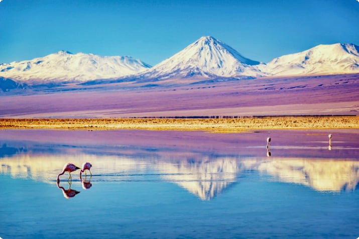 Flamingos im Salar de Atacama mit dem Vulkan Licancabur in der Ferne