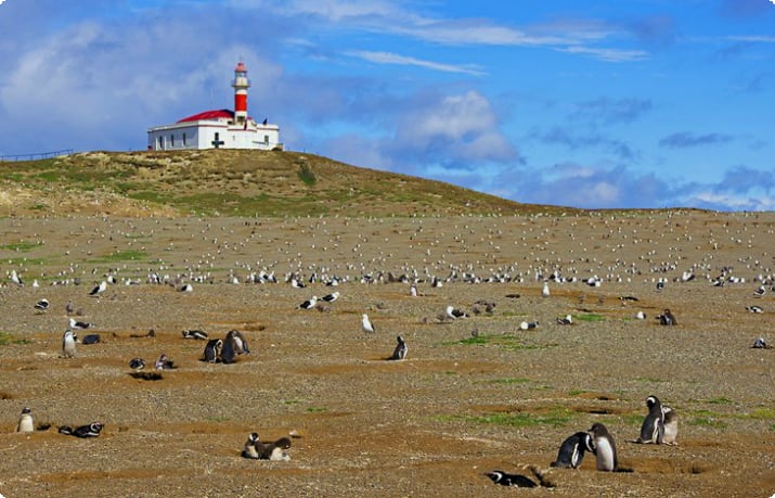 Pinguine im Naturdenkmal Los Pingüinos