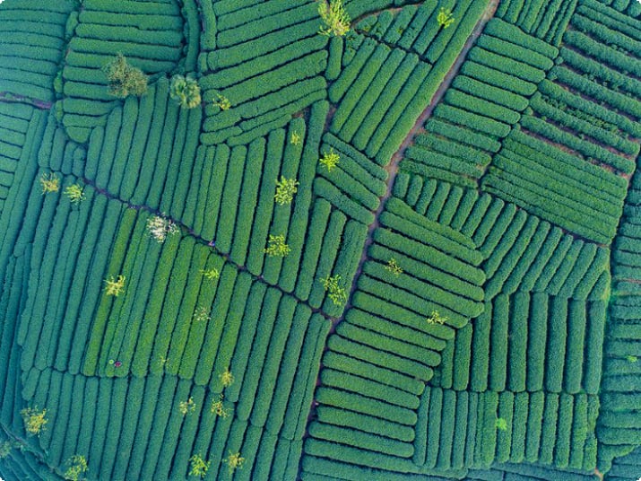Вид с воздуха на чайную плантацию Мэндиншань