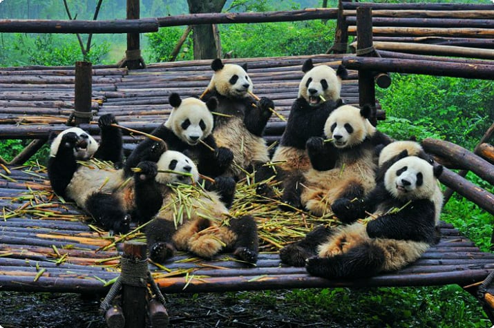 Научно-исследовательская база по разведению гигантских панд в Чэнду