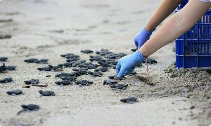 Пляж черепах, выпущенный на пляж в Монтесуме