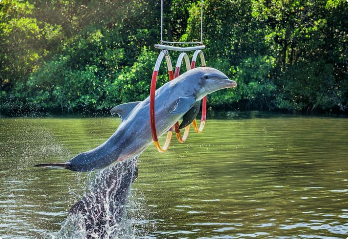 Дельфин прыгает через обруч в Дельфинарио