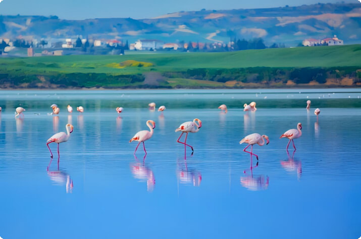 Flamingoja Larnakan suolajärvellä