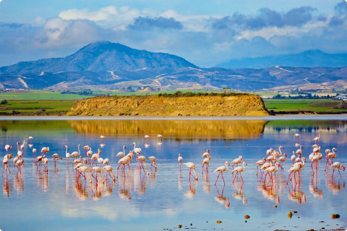 Flamingos in einem Salzsee von Limassol
