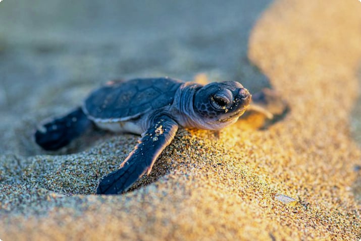 Mały żółw morski na północnym Cyprze