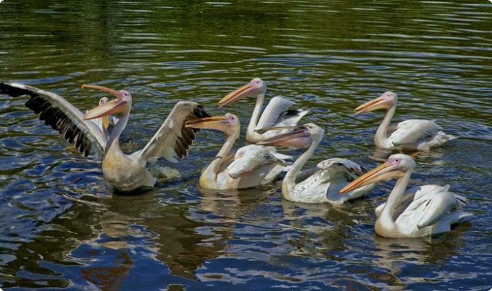 Пеликаны, Зоопарк Оденсе