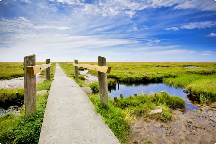 ワッデン海国立公園の塩性湿地を通る遊歩道