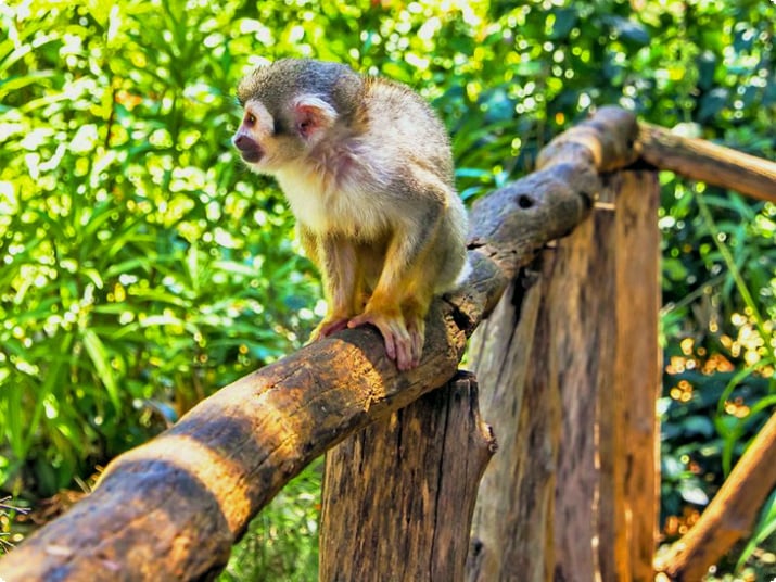 Доминиканская белка-обезьяна