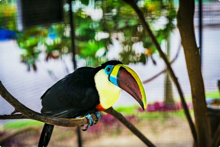 Tukan w Narodowym Parku Zoologicznym