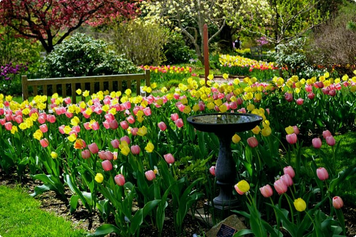 Tulips at the Botanical Garden