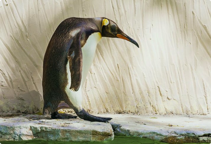 Королевский пингвин в Birdland, Bourton-on-the-Water