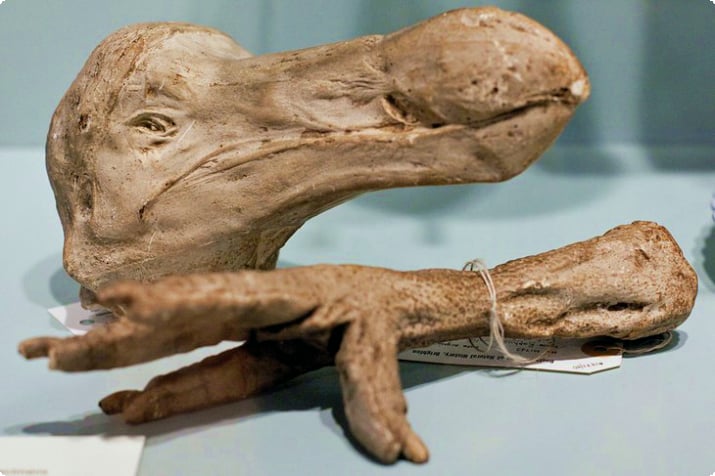 Fossilisoitunut Dodo-lintu Boothin luonnonhistoriallisessa museossa