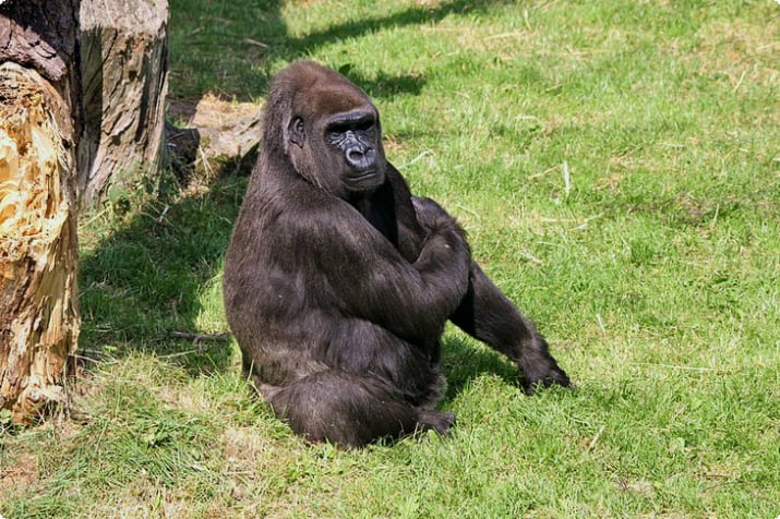 Gorilla im Jersey Zoo