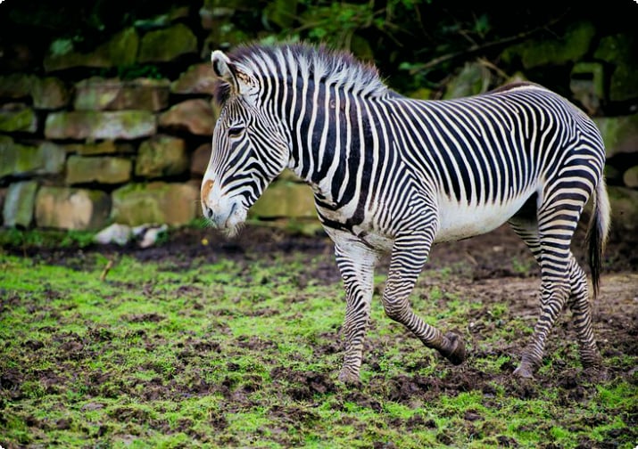 Зебра в Честерском зоопарке