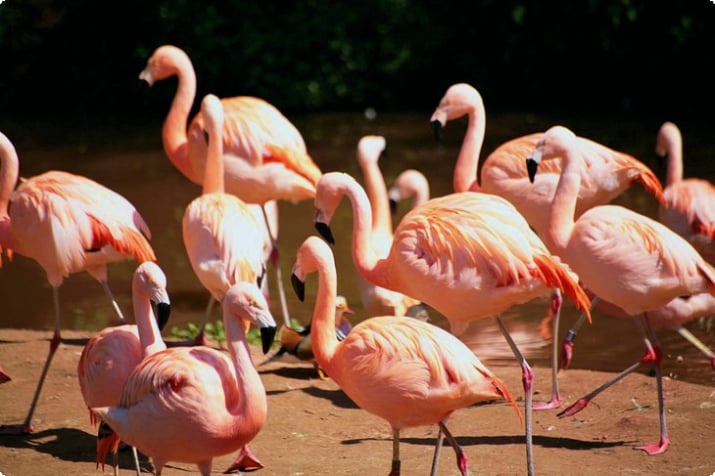 Фламинго в экологическом парке зоопарка Пейнтона