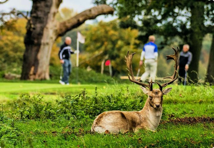 Ein ruhender Hirsch auf dem Hampton Court Palace Golf Club