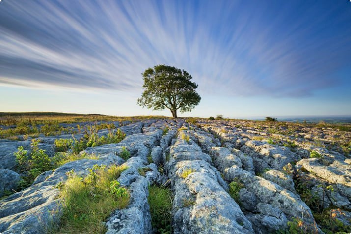 Einsamer Baum im Yorkshire Dales National Park