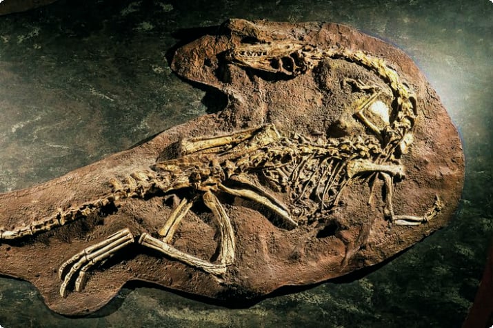Ископаемые останки динозавров в Музее естественной истории