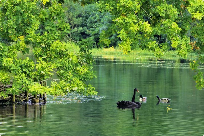 Спокойное озеро в Пейзажном саду Клермонт