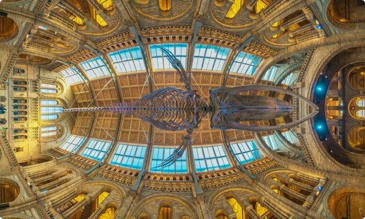 Blauwalskelett, das vom Dach des Natural History Museum in London hängt