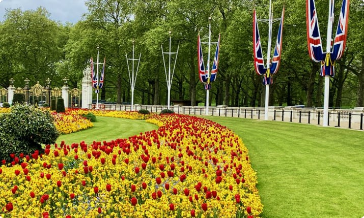 Цветущие тюльпаны в парке Сент-Джеймс