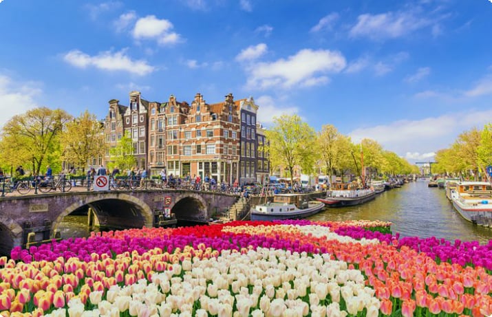Frühlingstulpen entlang einer Amsterdamer Gracht