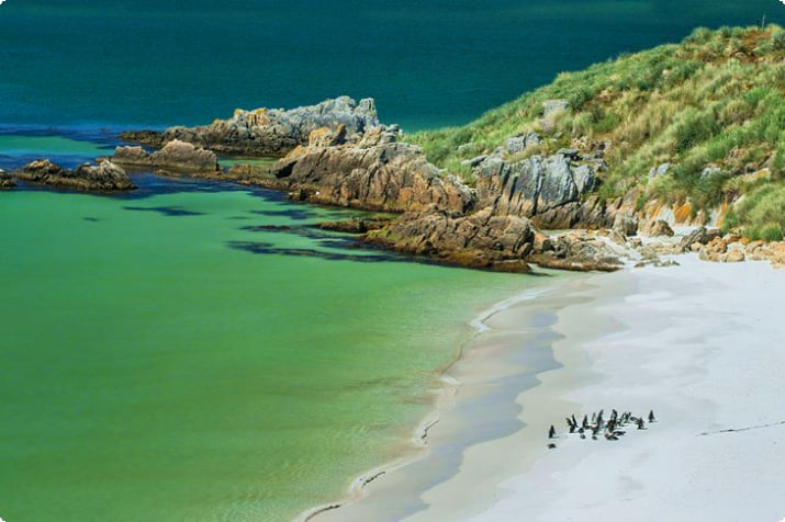 Pingüins de Magalhães na praia em Gypsy Cove