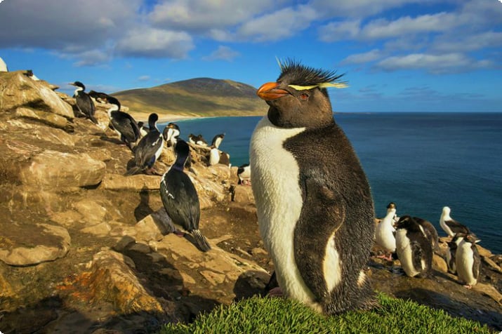 Фолклендские острова в картинках: 11 прекрасных мест для фотографирования