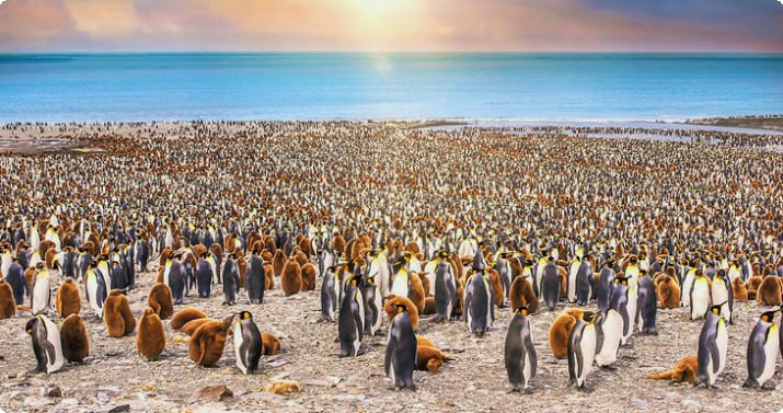 Взрослые и молодые королевские пингвины в заливе Сент-Эндрюс, остров Южная Джорджия