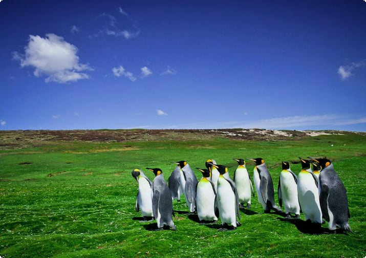 Королевские пингвины в Волонтер-Пойнте, Восточный Фолкленд