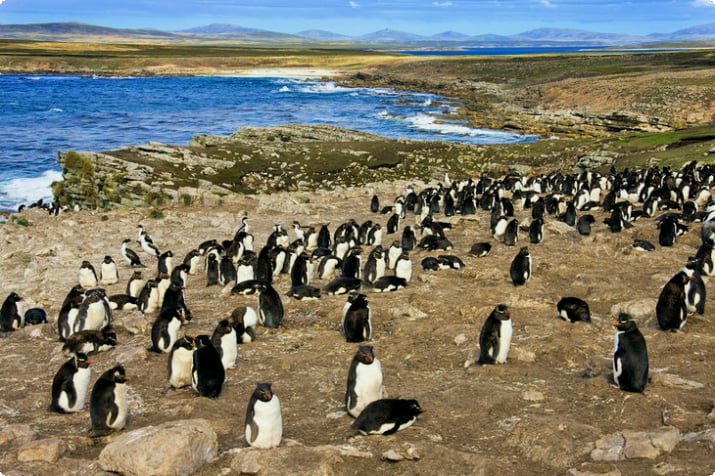 Колония пингвинов Рокхоппер на острове Пеббл