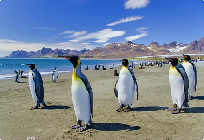 11 самых популярных туристических достопримечательностей на Фолклендских островах