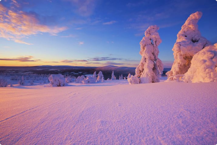 Замерзшие деревья на закате в Леви, Финляндия