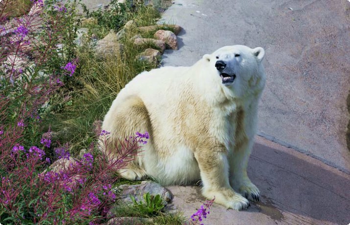 Белый медведь в парке дикой природы Рануа