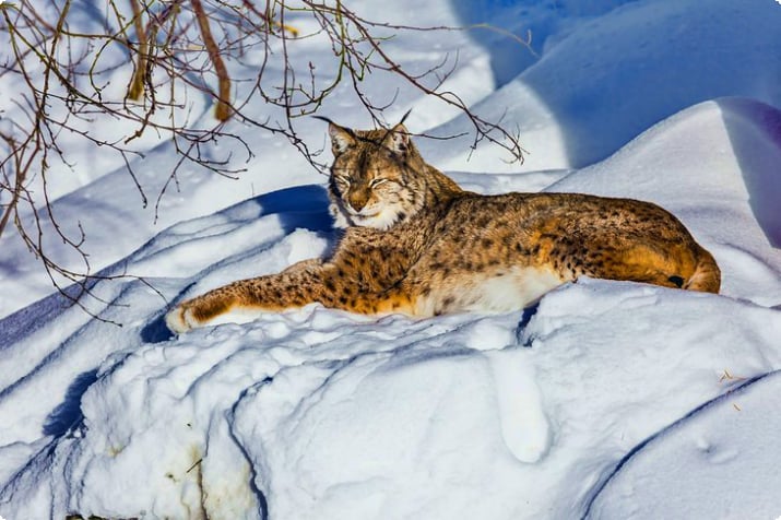 Ranua Vahşi Yaşam Parkı'ndaki Lynx