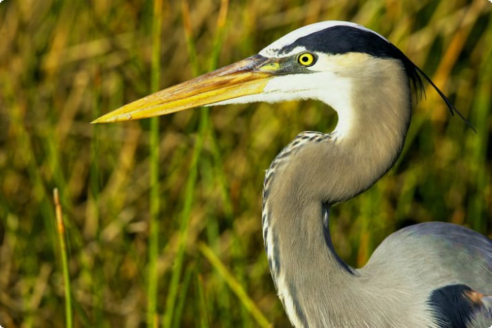Büyük mavi balıkçıl Büyük Florida Kuş Gözlem ve Yaban Hayatı Yolu'nda fotoğraflandı