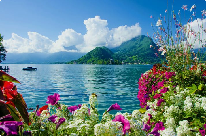 Цветущие цветы на берегу озера Анси