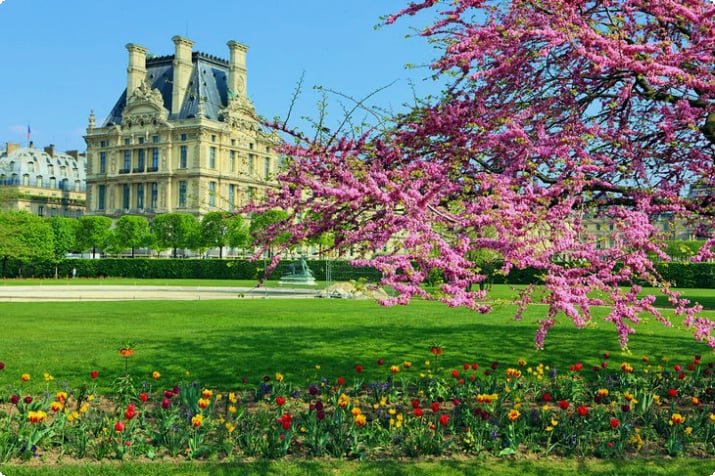 Flores de cerejeira e flores na primavera no Jardin des Tuileries