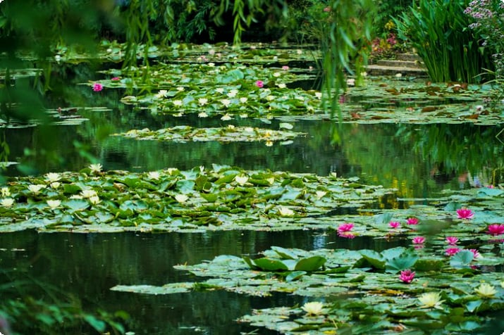 Seerosen in Monets Garten