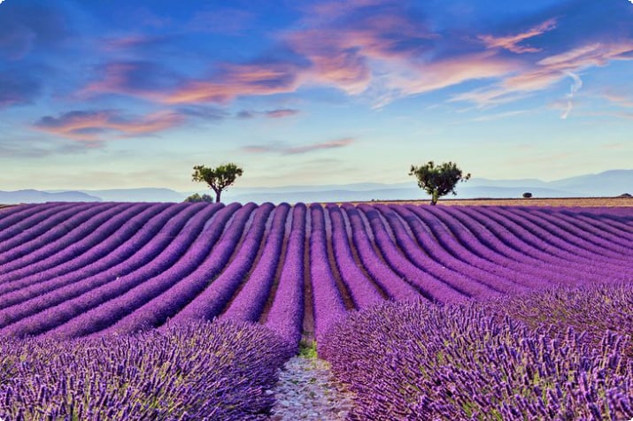 Lavendelfeld bei Valensole, Provence