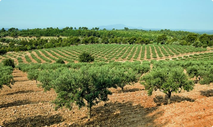 Provence'ta zeytinlik