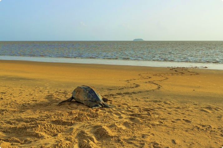 Merikilpikonna palaa valtamereen Remire-Montjoly Beachillä