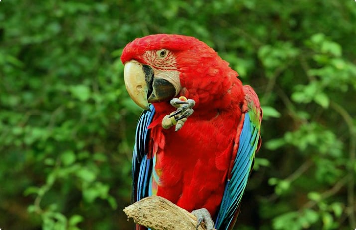 Зоопарк Гайаны