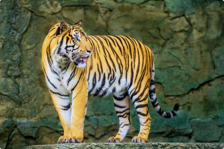 Tiger im Tierpark Berlin