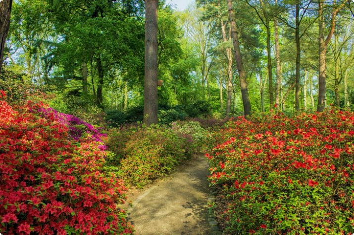 Het Rhododendron-park