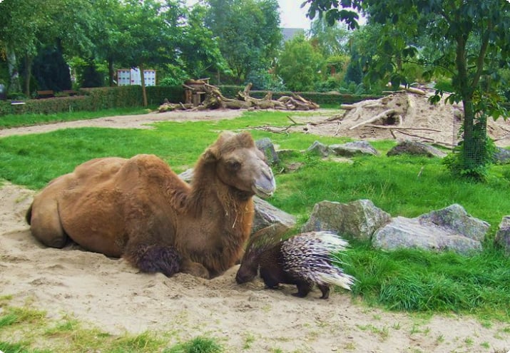 Camelo e porco-espinho no zoológico de Braunschweig