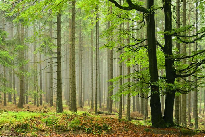 Harz Ulusal Parkı'nda sisli bir günde kayın ve Norveç ladin ağaçları