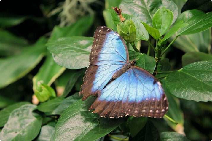 Бабочка в Биосфере Потсдам