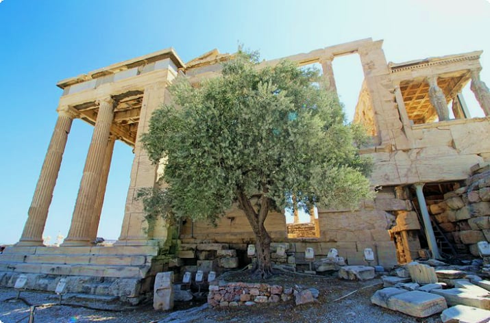 Легендарное оливковое дерево Пандросеона