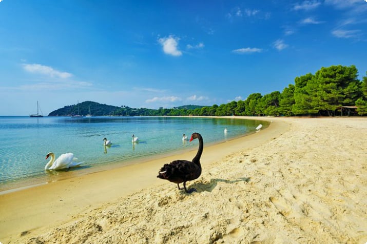 Cisnes en la playa de Koukouaries, Skiathos